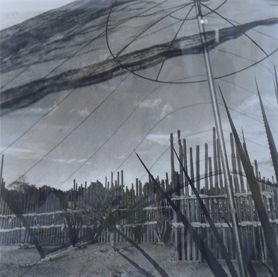 Graciela Iturbide (1942 - ), Jardín botánico, Cactus Naturata. (1996-2004) Botanical Garden, Cactus Naturata.